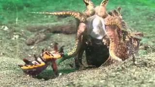 Mating Flamboyant Cuttlefish Lembeh -Resort