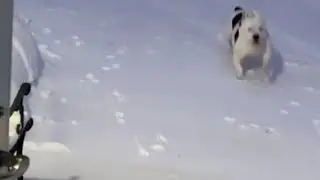 Video of adoptable pet named Neo