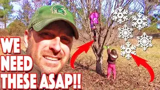 What Are CHILL Hours For Fruit Trees? And Why You NEED Them!