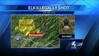 Elk illegal shot in Elk County