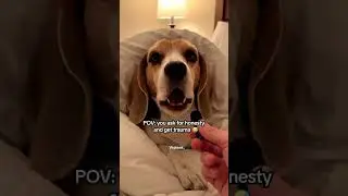 Tfw you snore so loud, even the dog is traumatized 😵🐶