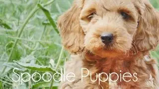 Spoodle puppies playing!!!