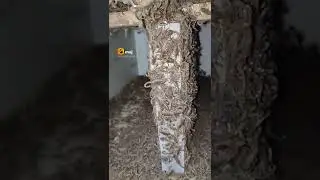 scorpion whatsapp status | scorpion reproduction | #scorpion #shorts #poison #youtubeshorts