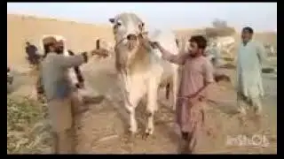 SIBI BHAGNARI BULLS MASHALLAH| KHAJJAK DAIRY & CATTLE FARM SIBI 