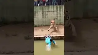 man escaped from tiger in zoo india unbelievable close call #ai #wildlife #zoo