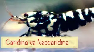 Why to Choose Caridina or Neocaridina