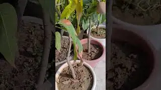 #Dasheri Mango, #yellow mango, #mango, #sweet mango, #pot, #plant in pot