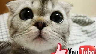 NEW BEST MOMENTS EVER COMPILATION | FUNNY ANIMAL 2015