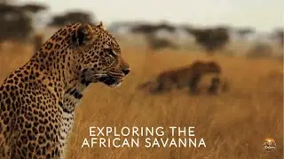 The African Savanna Across Seasons: Rain, Drought, and Renewal, Where Nature Writes the Rules