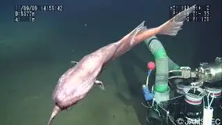 Upside-down swimming of whipnose anglerfishes with a new depth record