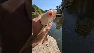 Поймать и приготовить рыжехвостого сосунка