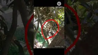 2 years and 7 months old durian tree has flower buds