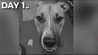 Me vs My Dog Capri&hellip; A 3 Year Rivalry
