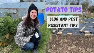 Pest Resistant Potato Tips - Allotment Gardening For Beginners #growpotato