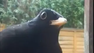 A flying visit to the bird table for this cute blackbird #birds #ukbirds #wildbirds #birdtable #uk