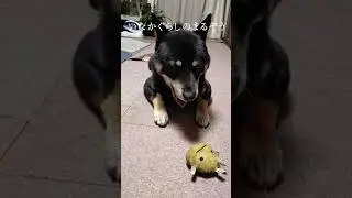 子犬の時のおもちゃがなぜか今一番のお気に入り #Shorts【いなか暮らしの柴犬まるぞう】/His favorite toy when he was a puppy