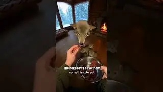 I saved this wolf and her babies