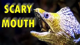MORAY EELS - Fascinating facts about their anatomy