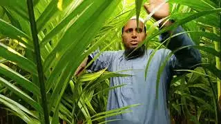 হাইব্রিড খাটো জাতের  পাঙ্গা  সুপারির চারা সীমিত মূল্যে বিক্রি চলছে যোগাযোগ 01787403945