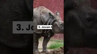 5 ANIMALS LIKELY TO BE EXTINCT BY 2050 | #extinction #animals #viral #top #shorts
