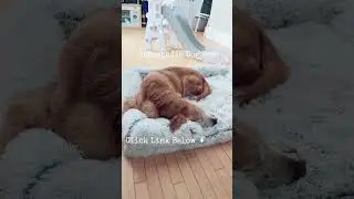 Comfy Pet Bed for Happy Dogs #bedsure #orthopedic #dogbed #dogs