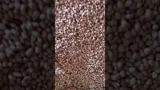 Export Quality Java 60/70 Peanut in Tamilnadu | Temple Mart | Tamilnadu Variety