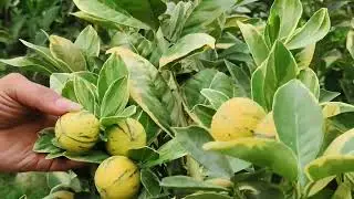 Variegated Malta Plant | Rare Citrus Variety | All India Courier Delivery Available