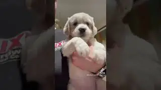 There&rsquo;s nothing cuter than cute little puppies!