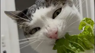 Crunchycat - lettuce enthusiast