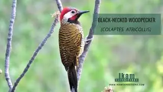 Black-necked Woodpecker (Colaptes atricollis) in Santa Eulalia valley, Peru