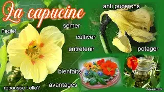 Tout sur les capucines: semis, culture potager ou en pot -entretien , anti pucerons & bienfaits