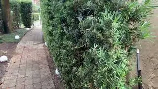 Six Foot Podocarpus Screen/Large Screens and Hedges Planted and Guaranteed/#privacyscreen #hedges