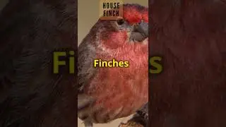 birds you Should Look Out for 2, backyard bird information