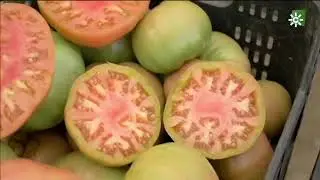 Tomate rosa de Puente Genil, Córdoba