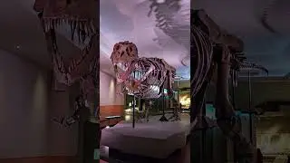 Visiting the Field Museum and Navy Pier in Chicago, Illinois