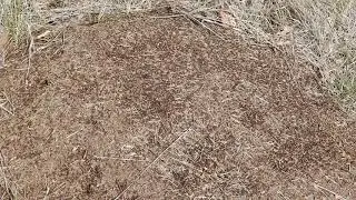 20190329 den Haag Solleveld nest rode bosmieren
