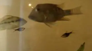 Geophagus steindachneri (aka 'red hump') couple
