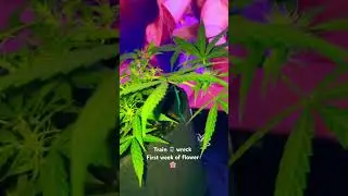 This is the runt by the way the smallest one they don&rsquo;t wanna grow 🤘🏽 them runts transform good