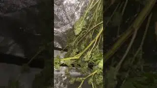 ✂️Chopping the RUNTZ ✂️ wet trim this time around ! #grow #garden #growchannel #hydroponics #dwcs