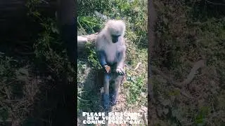 Langur Monkey Eating From My Hand Funny  Short Video #funny #langur  #monkey