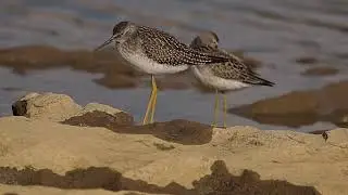 Lesser Yellowlegs & Stilt Sandpiper Backyard of Falls of the Ohio National Wildlife Conservation