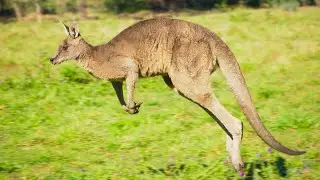 Australian Kangaroos Relaxing Video #3 | Australian Wildlife 4K