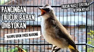 Trucukan Gacor ROPEL PANJANG Saat Subuh COCOK untuk Pancingan Trucuk BAHAN dan MASTERAN TRUCUK Paud