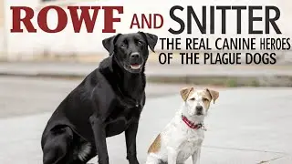 ROWF and Snitter The REAL Canine Heroes of The Plague Dogs.