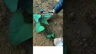 Выращивайте более крупный батат! Не сажайте черенки вертикально. #батат #садоводство # #шорты #ка...