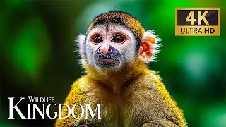 Wildlife Kingdom in 4K 🐾 Stunning Wildlife Scenes with Relaxing Piano Music