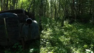 Relaxing nature sounds with birds singing and wind rustling trees