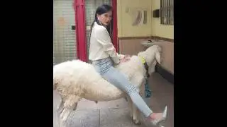 Sheep Riding #sheep#sheepriding #goat #goatriding #donkey #donkeyriding #Buffaloriding