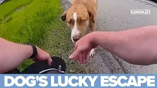 Highway Hero: Ohio State Highway Patrol shares bodycam of dog rescue