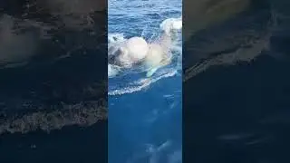 Bottlenose whales head butt over a fish!!! #ocean #fishing #greenland #whales #bottlenose